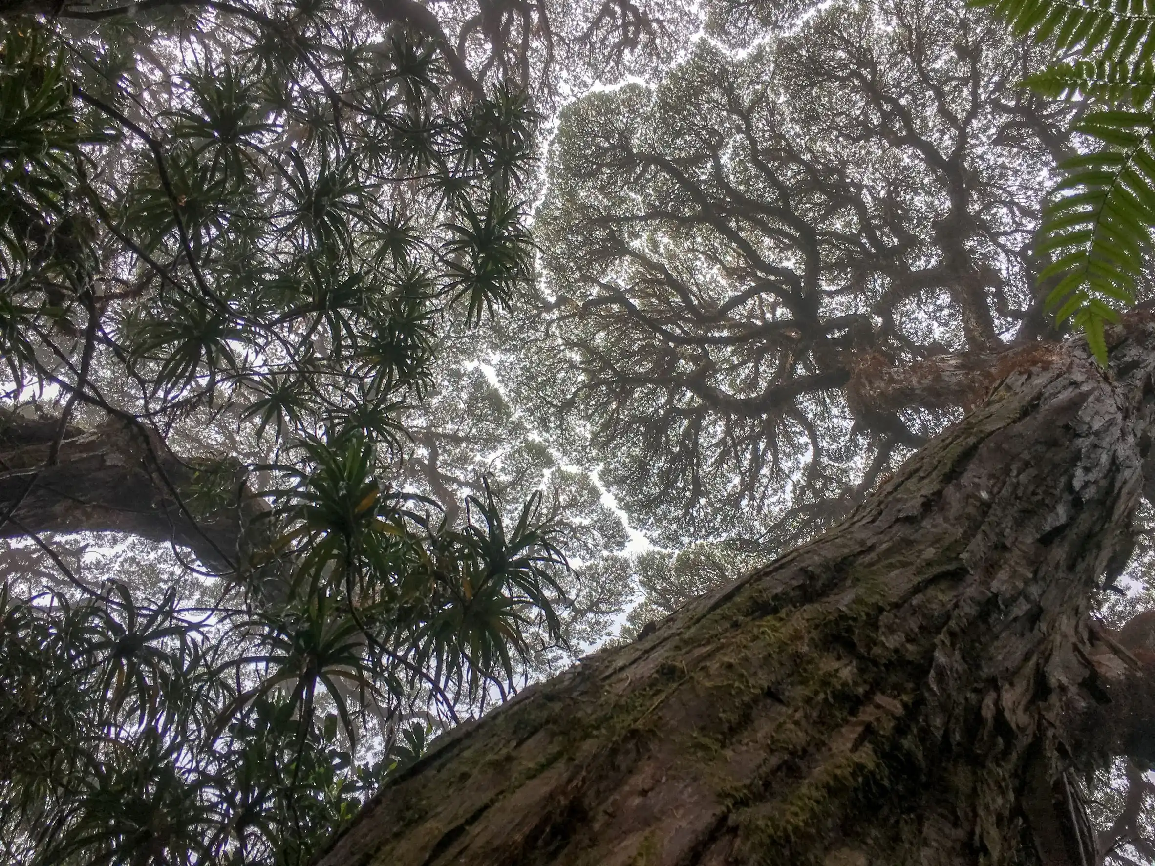 Tropical trees dying faster